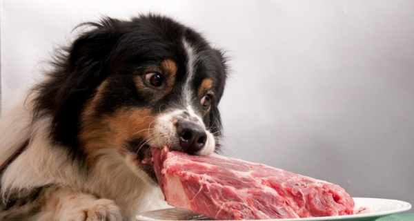 Собачий корм из мяса оказался опасен