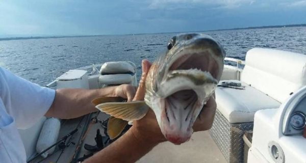 Поймана рыба-мутант с двумя ртами