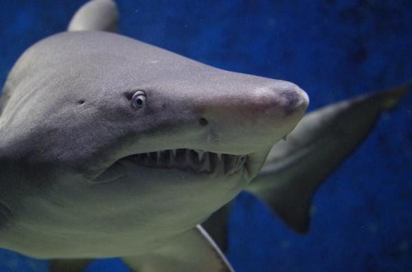 
Один из самых больших курортов в мире обзавелся дрессированными акулами
