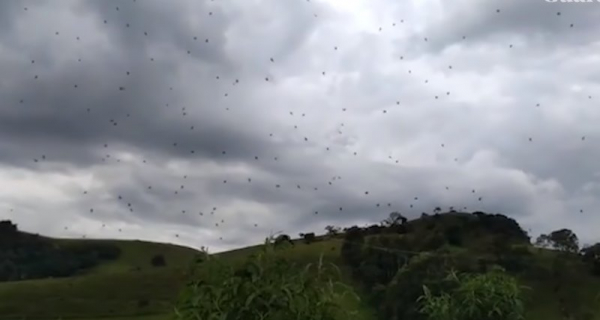 Армия летающих пауков выходит на охоту: живой дождь