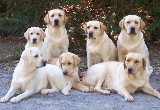 Семейство собак породы Лабрадор