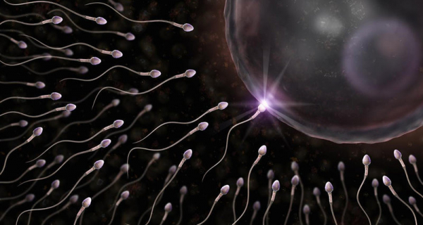 Полувековая сперма оказалась лучше свежей