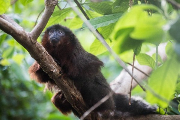 Ученые раскрыли тайну ямайской обезьяны
