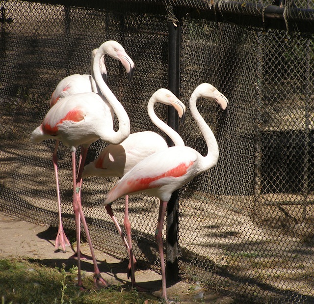 Фламинго в Аскания-Нова