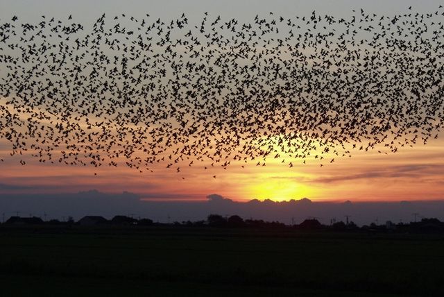 Ночная миграция птиц