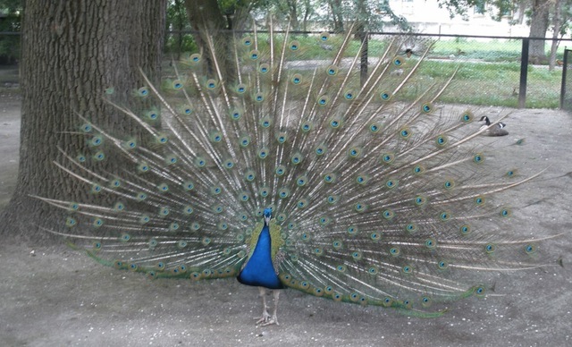 peacock-ascania-nova-2