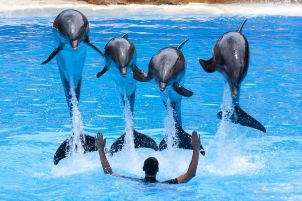
Expedia запретила рекламу и продажу туров на аттракционы с дельфинами
