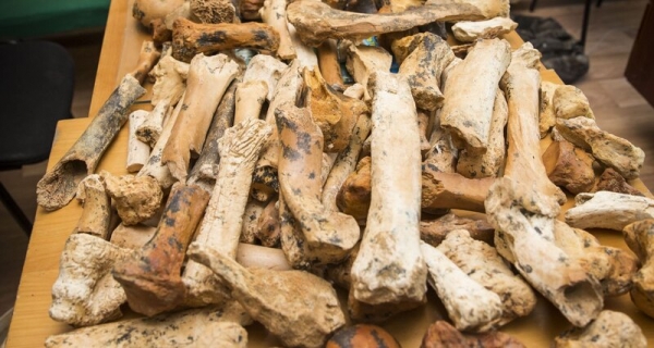 Кости древнего носорога нашли в крымской пещере