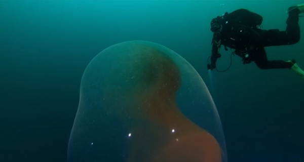 У берегов Норвегии найдена гигантская кладка яиц загадочного кальмара