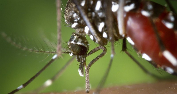 Комары принесли в Россию смертельные болезни
