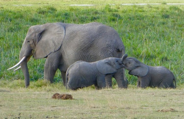 
В Кении началась первая официальная Перепись дикой природы
