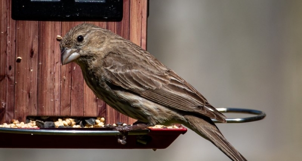 Орнитологи рассказали о вреде кормления диких птиц