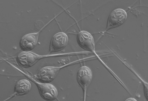 Открыто первое многоклеточное, которому не нужен кислород: загадка природы