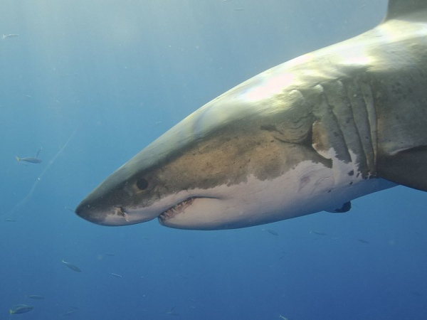 Полностью расшифрован геном большой белой акулы
