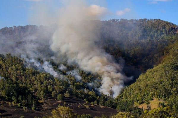 
В Австралии сгорел миллион гектаров леса. Дальше будет хуже, считают эксперты
