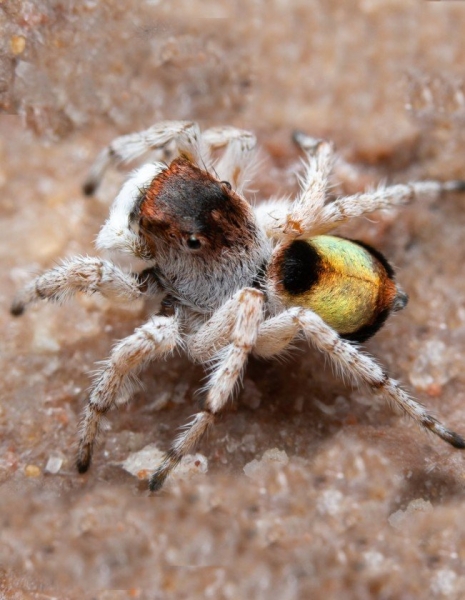 Семь новых видов пауков найдены в Австралии