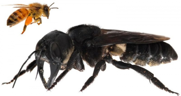 Обнаружены гигантские пчелы, которых никто не видел больше 100 лет