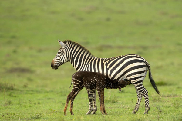 
Необычная зебра «в горошек» родилась в Кении
