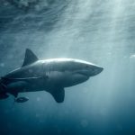 Меньше нападений акул, но больше необычных инцидентов