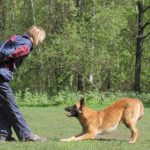 Обучение собаки: три ключа к успеху