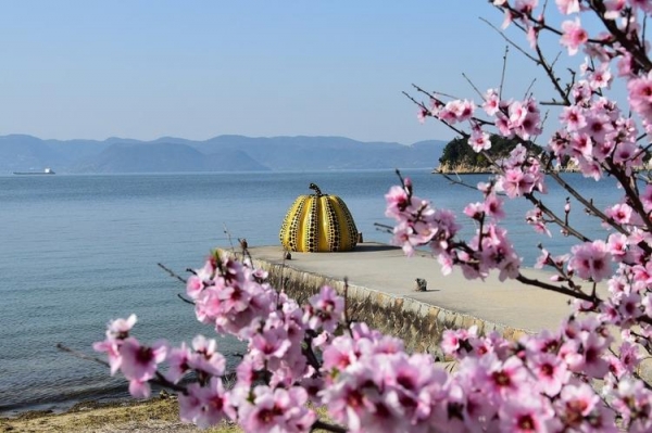 
Цветение сакуры в Японии в этом году начнется на 10 дней раньше обычного
