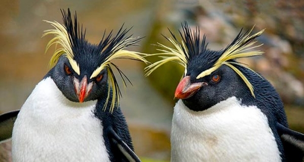 Пингвины умеют общаться даже на большой глубине