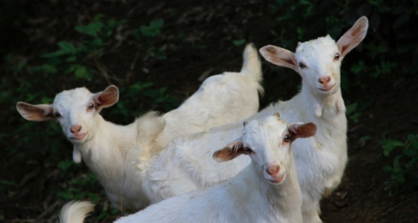 Генетически модифицированные козы будут давать антираковое молоко
