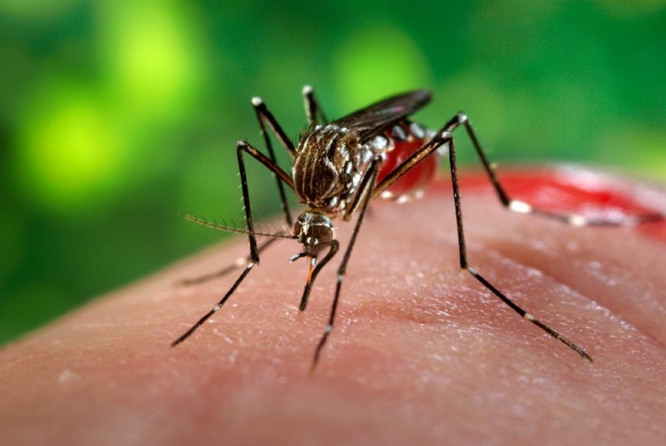 Комары принесли в Россию смертельные болезни