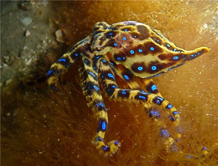 Подводная лодка-убийца: осьминог с голубыми кольцами