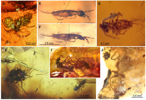 В древнем янтаре обнаружены спаривающиеся мухи: палеопорно