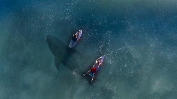 
Ученые назвали главную причину нападения акул на людей в море
