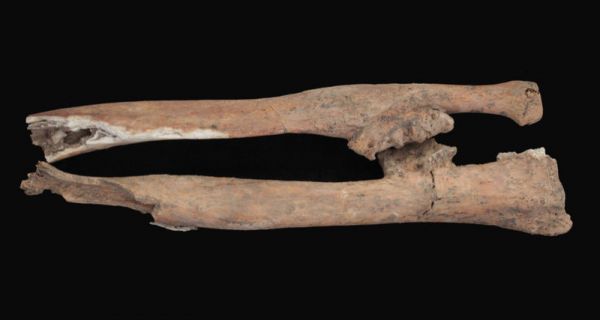 Найдены останки человека, чья история запечатлена в Розеттском камне