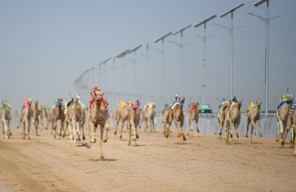 
В Саудовской Аравии проходят крупнейшие в мире соревнования на верблюдах

