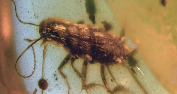 В янтаре найден таракан возрастом 100 миллионов лет