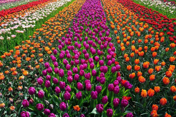 
В саду Кекенхоф в Нидерландах открылся сезон цветения тюльпанов
