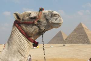 Египет не сомневается насчет чартерных перевозок из России в Шарм-эль-Шейх