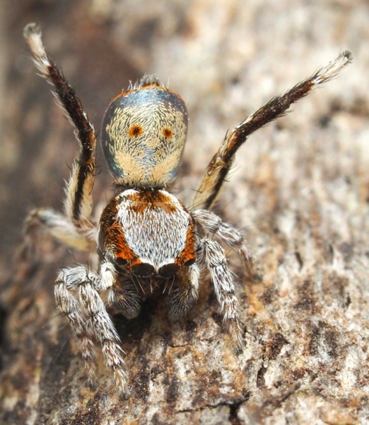 Семь новых видов пауков найдены в Австралии