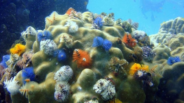 
Большой Барьерный риф потерял половину своих кораллов

