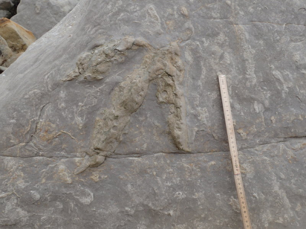 Найдены новые следы динозавров