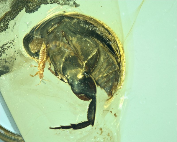 В янтаре найдено самое древнее насекомое-опылитель