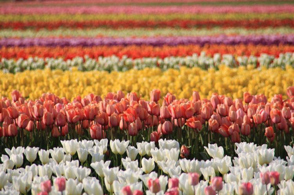 
В Англию возвращается знаменитый фестиваль тюльпанов
