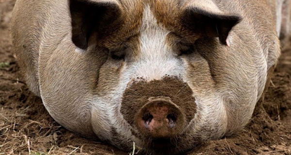 Новый свиной грипп опасен и может вызвать еще одну пандемию