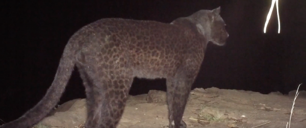 Редкого черного леопарда сняли на видео