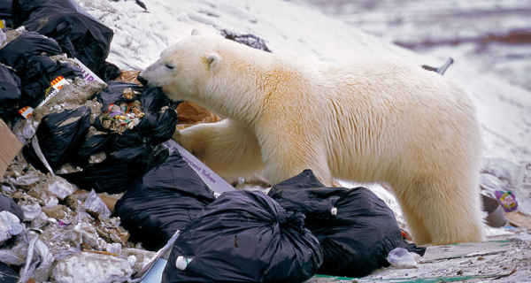 Белые медведи объелись пластика в Арктике