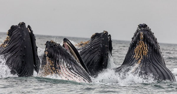 Почему одни киты — просто большие, а другие — гигантские