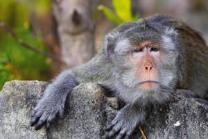 Для туристов на Пхукете выпустили правила общения с обезьянами
