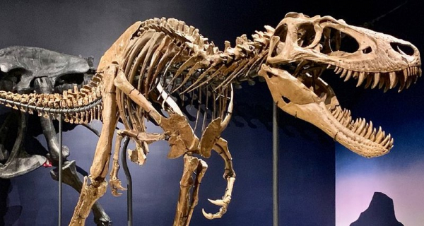 Мог ли тираннозавр прокусить автомобиль: новое исследование