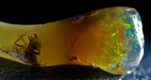 Ученый обнаружил древнее насекомое внутри драгоценного камня