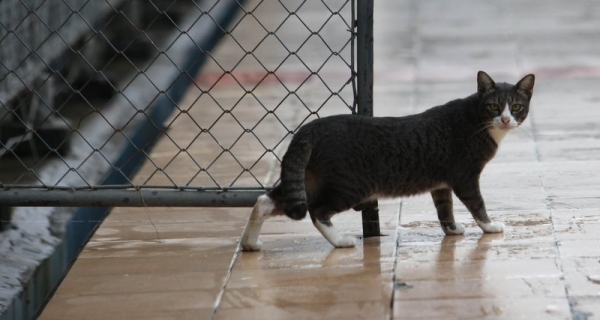 У 15% кошек из Ухани обнаружены следы коронавируса