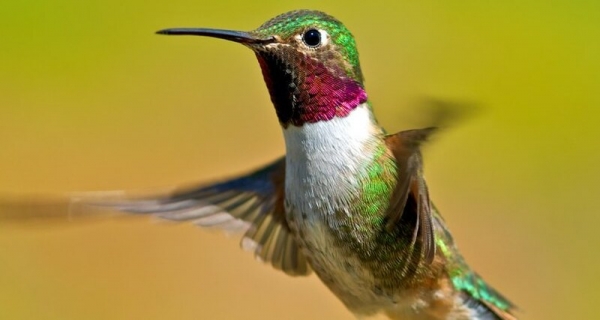 Птицы способны различать цвета, недоступные для зрения человека